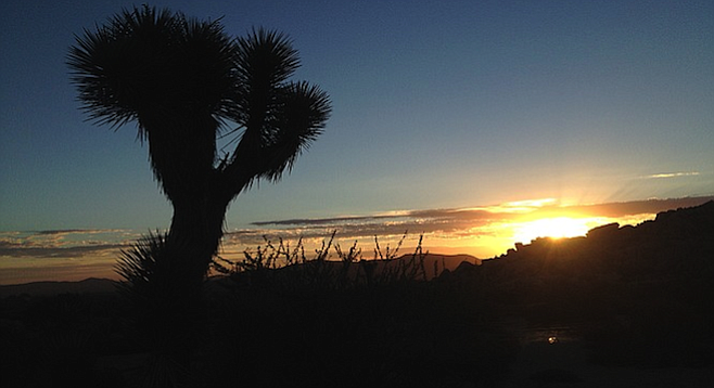 Must-see Joshua Tree | San Diego Reader