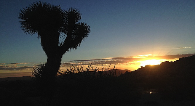 Room (or tent) with a view: sunrise over Joshua Tree National Park. 
