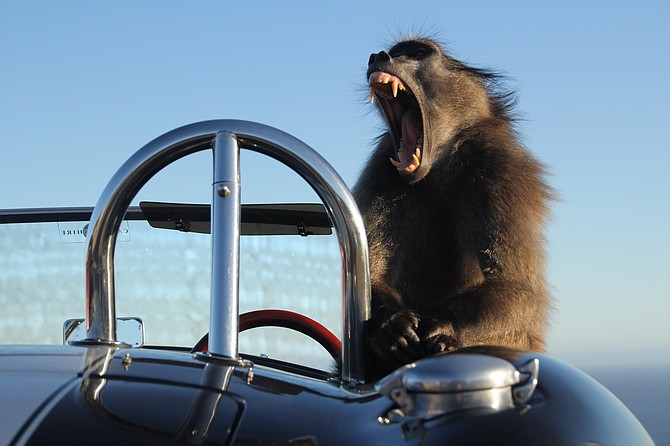 While traveling in South Africa, we spotted this Baboon feeling right at home in this Cobra roadster
