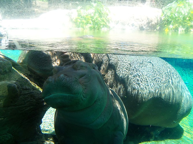 For Neighborhood Photos - San Diego Zoo Hippopotamus Exhibit