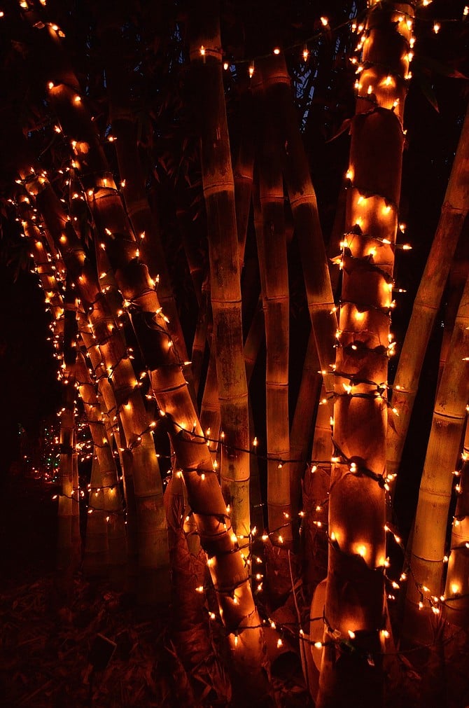 Bamboo at Garden of Lights, San Diego Botanic Garden, December 21, 2014.  Encinitas, California.  