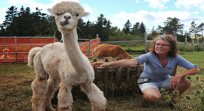 Janet Ogilvie shows off Shilo, one of her female alpacas.
