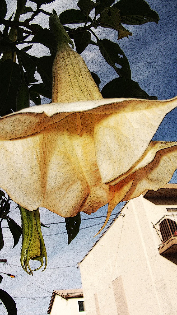 Brugmansia flowers, also known as angel's trumpets, growing in North Park. Posterized in Photoshop.