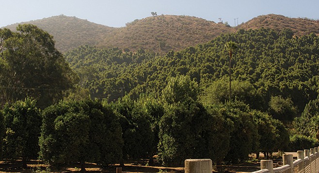 Avocado and citrus farms are in the agricultural preserve