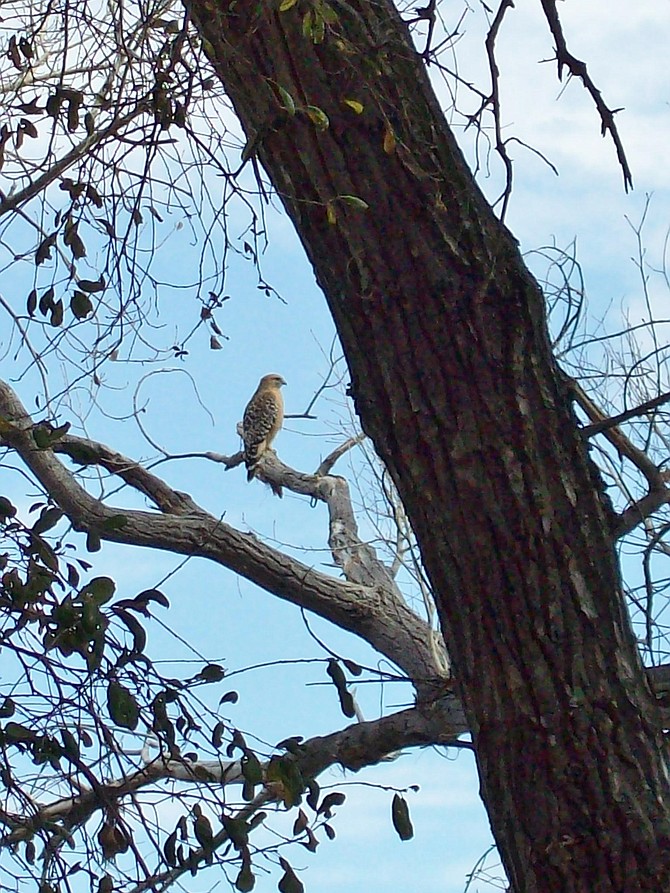Red Tail Hawk ~ Buckman Springs Road ~ Near Lake Morena