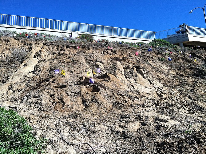 Eroded section of the beach bluff marked with flags where native flora will be planted