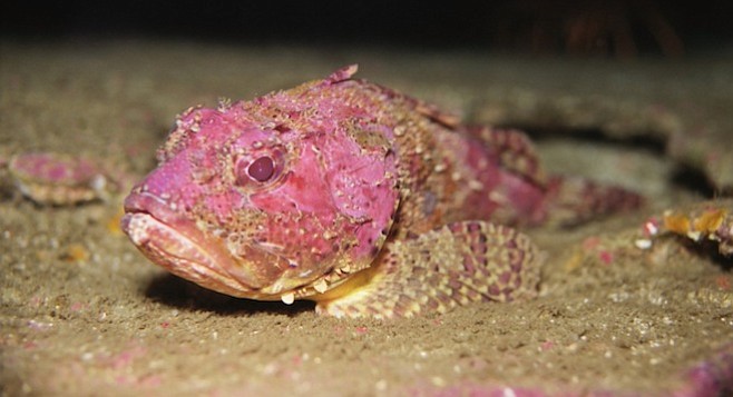 Scorpionfish (Scorpaena guttata) aka sculpin