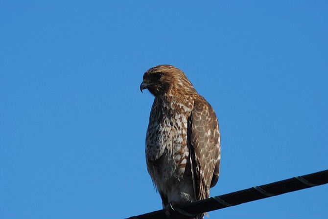 Hawk at Famosa Slough