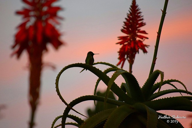 Balboa Park Aloe in Bloom