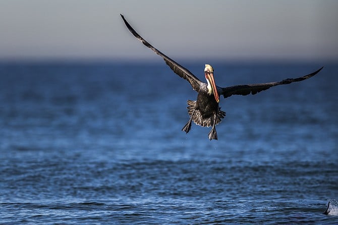 A Pelican in full flight over a school of fish on the San Diego Coast. 