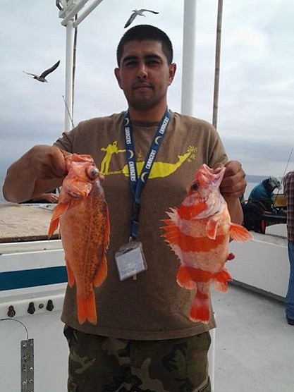 1/2 day out of seaforth sportfishing caught a couple nice rockfish on squid 