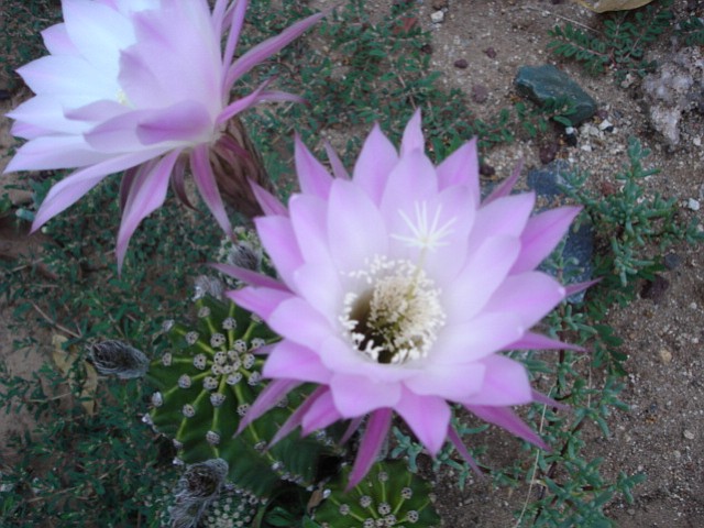 Bonita Cactus Flower