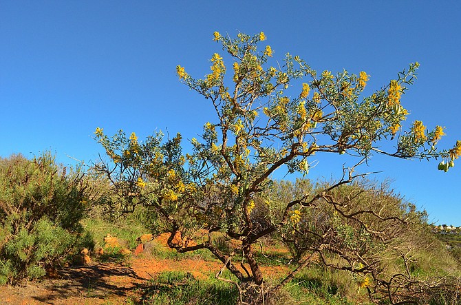 Lovely old Bladderpod (Isomeris arborea) at Los Penasquitos Preserve, January 22 2015