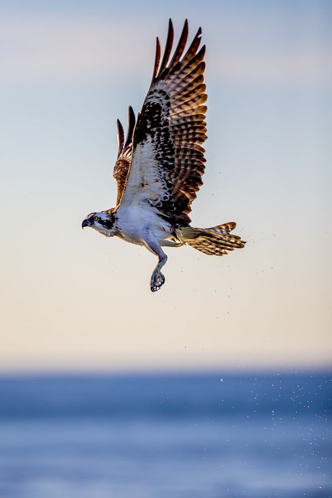 Osprey in full flight at Silver Strand State Beach.