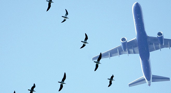 A crew reported taking evasive action from seagulls that were in their flight path when departing Lindbergh Field in August.
