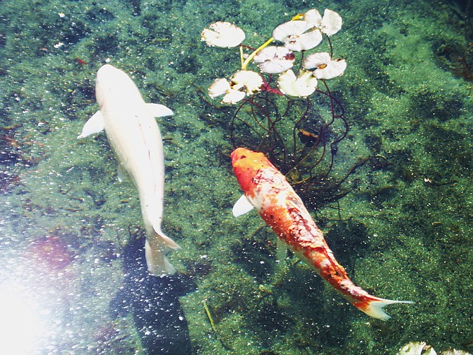 Koi fish in Balboa Park