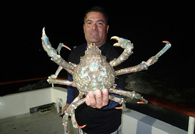 Spider Crab caught in L.A. Harbor by Hoop Nets, 30 minute soak, 
29" Leg Span, Male.
