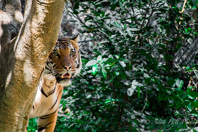 Tiger @ SD Zoo.