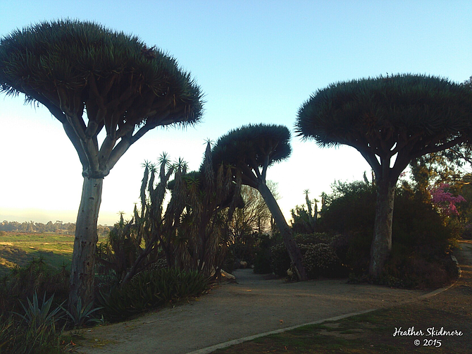 Balboa Park 