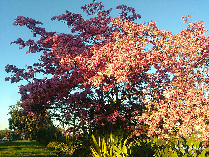 Balboa Park Blooms