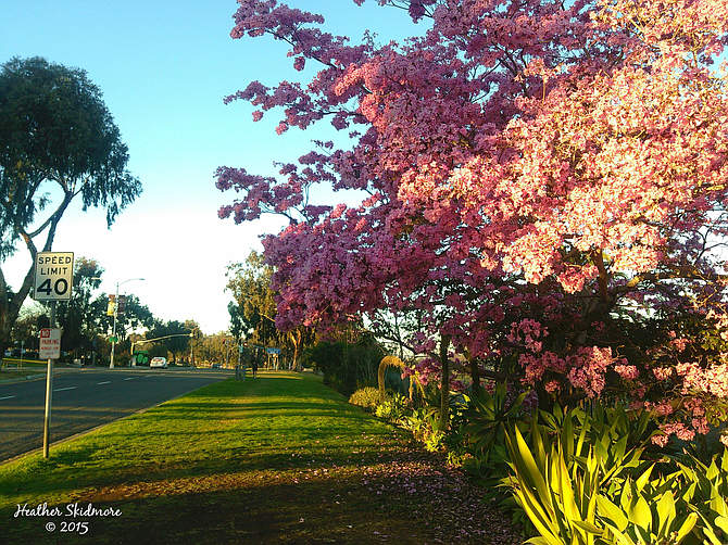 Balboa Park Blooms