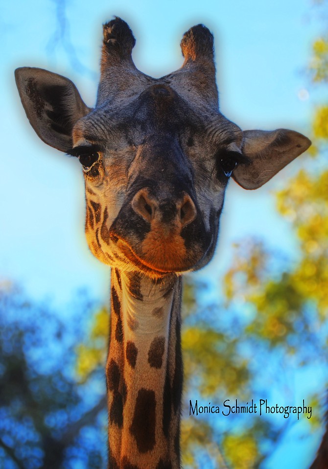 Sn Diego Zoo Giraffe