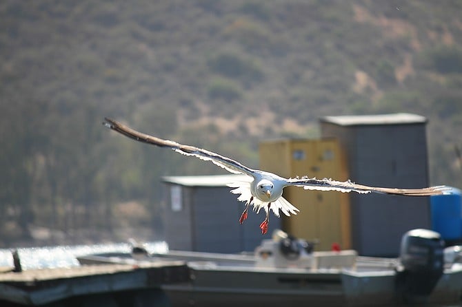 Lake Murray
Seagull