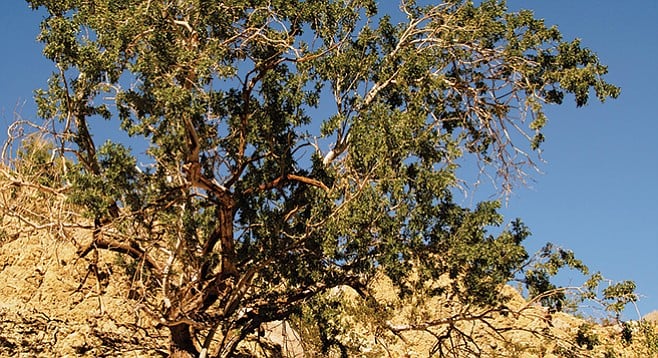 Ironwood trees are found in the wash
