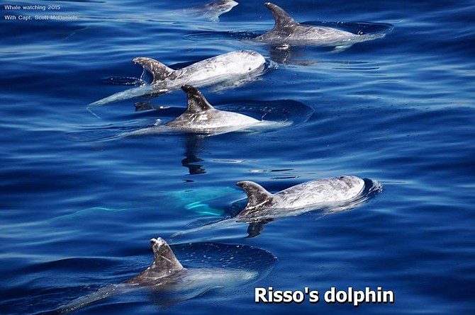 Risso's Dolphin