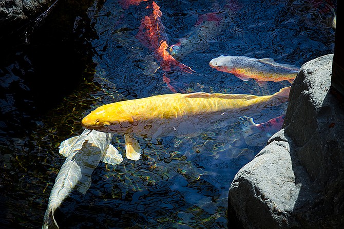 Japanese Friendship Garden Koi Fish
Balboa Park / San Diego