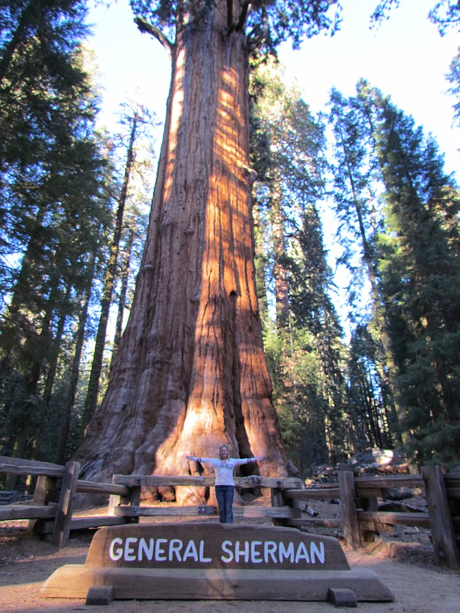 The General Sherman Sequoia Tree