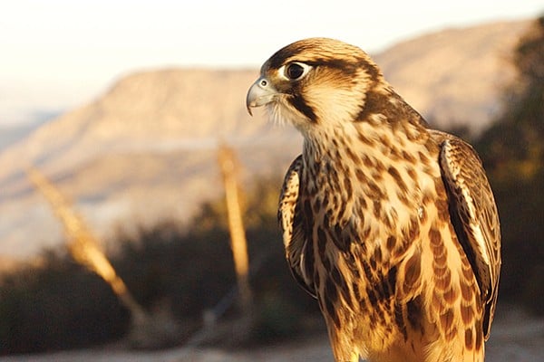 Habibi the Lanner Falcon - Image by Kirk Sellinger