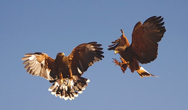 Hayduke and Shanti, both Harris Hawks, are going after a piece of meat that has been tossed in the air