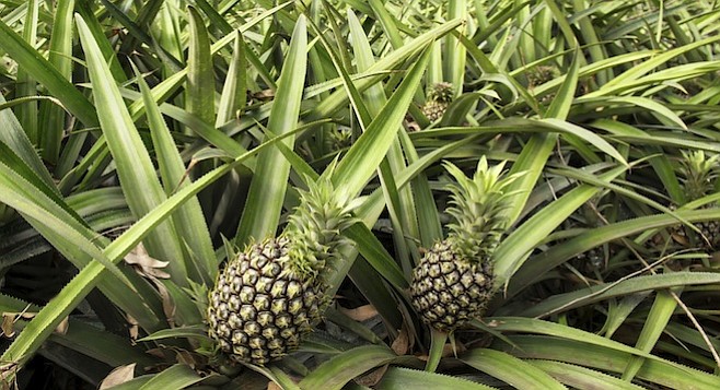 Pine apples and pine cones | San Diego Reader