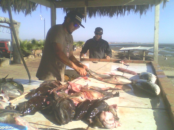 Oscar of K&M Sportfishing cutting 'em up right for the clients