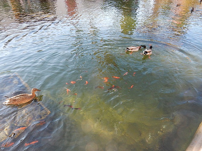 Lily Pond in Balboa Park