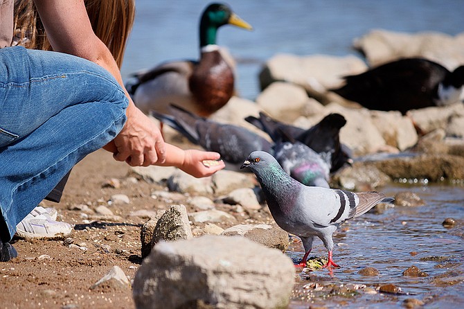 Rock Pigeon
Lake Murray Park