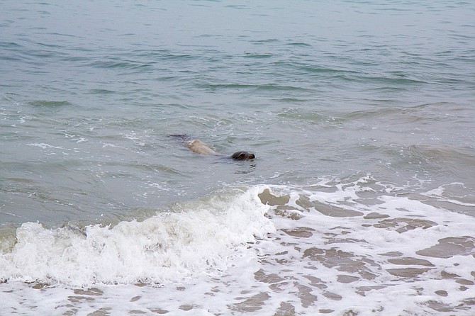 Seal approaching shore just north of the Marine Room