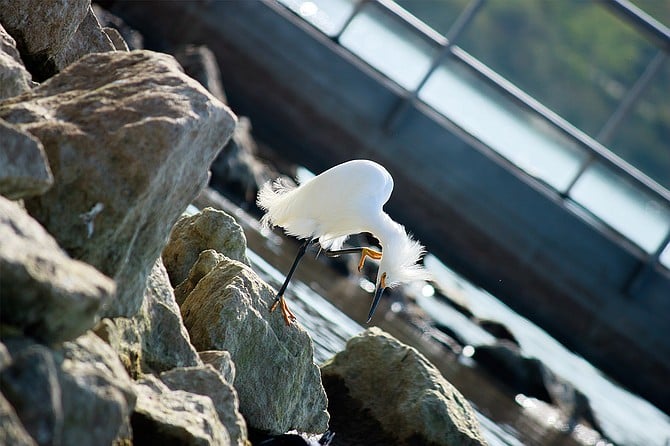 Snowy Egret
Lake Murray Park