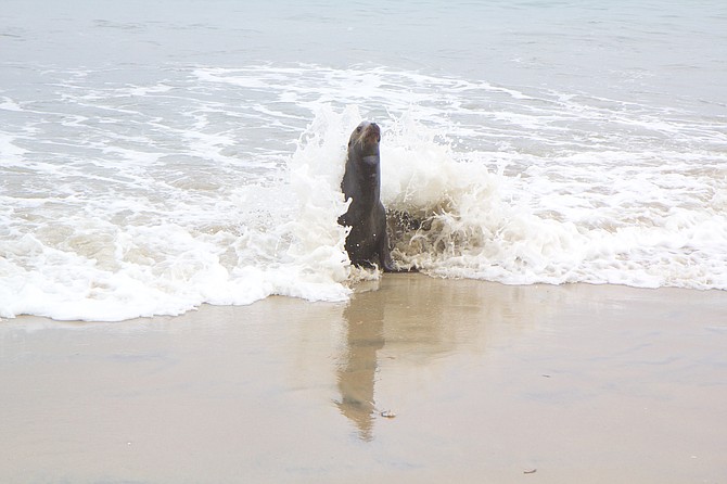 Malnourished seal approaches the shore just north of the Marine Room