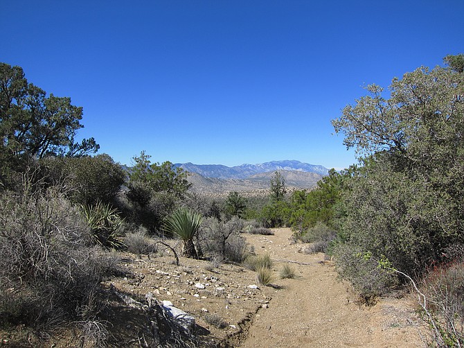 Santa Rosa Wilderness' Cactus Spring Trail with Mount San Jacinto in the background. 