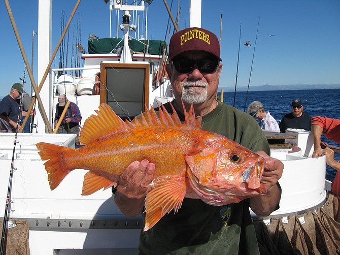Danny Peters from Clairemont with his jackpot Cal Cod caught off the Coronado Islands on February 12, 2015 while on a half-day fishing boat out of H&M Landing