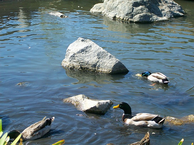 Ducks at Rancho Bernardo's Webb Park.