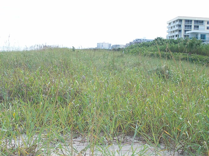 Sea grass along the Cocoa Beach, Florida shoreline.
