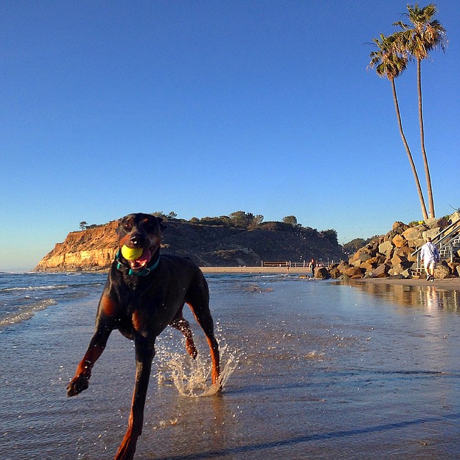 Kevin Sander's dog Max having fun in North County.
