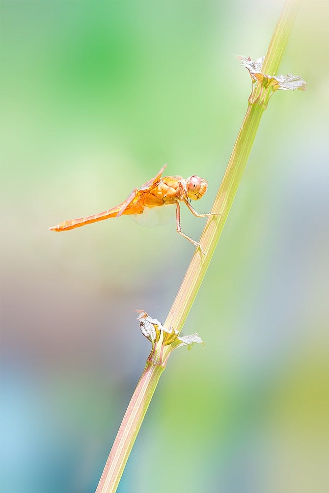 Dragonfly
Botanic Gardens
San Diego