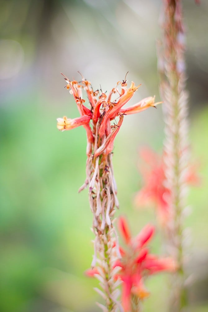 Botanic Gardens
San Diego