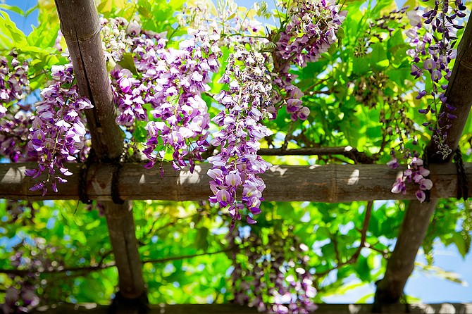 Wisteria flower / Japanese Friendship Garden Balboa Park / San Diego