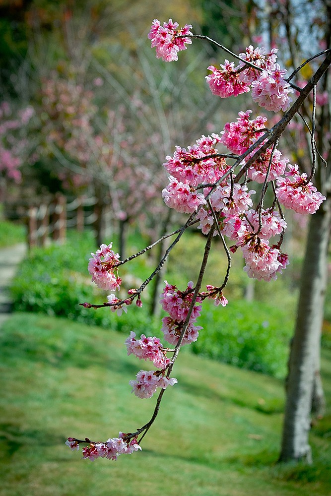 Cherry Blossoms / Japanese Friendship Garden 
Balboa Park / San Diego