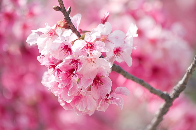 Cherry Blossoms / Japanese Friendship Garden 
Balboa Park / San Diego